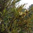 Image of Phoradendron forestierae Robinson & Greenm.