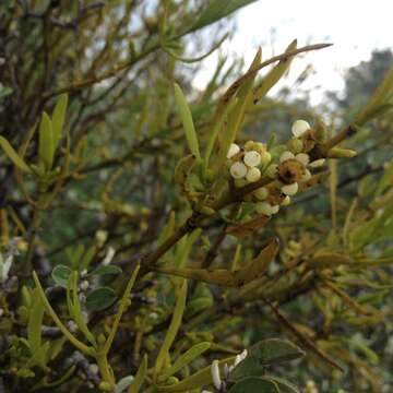 Image of Phoradendron forestierae Robinson & Greenm.