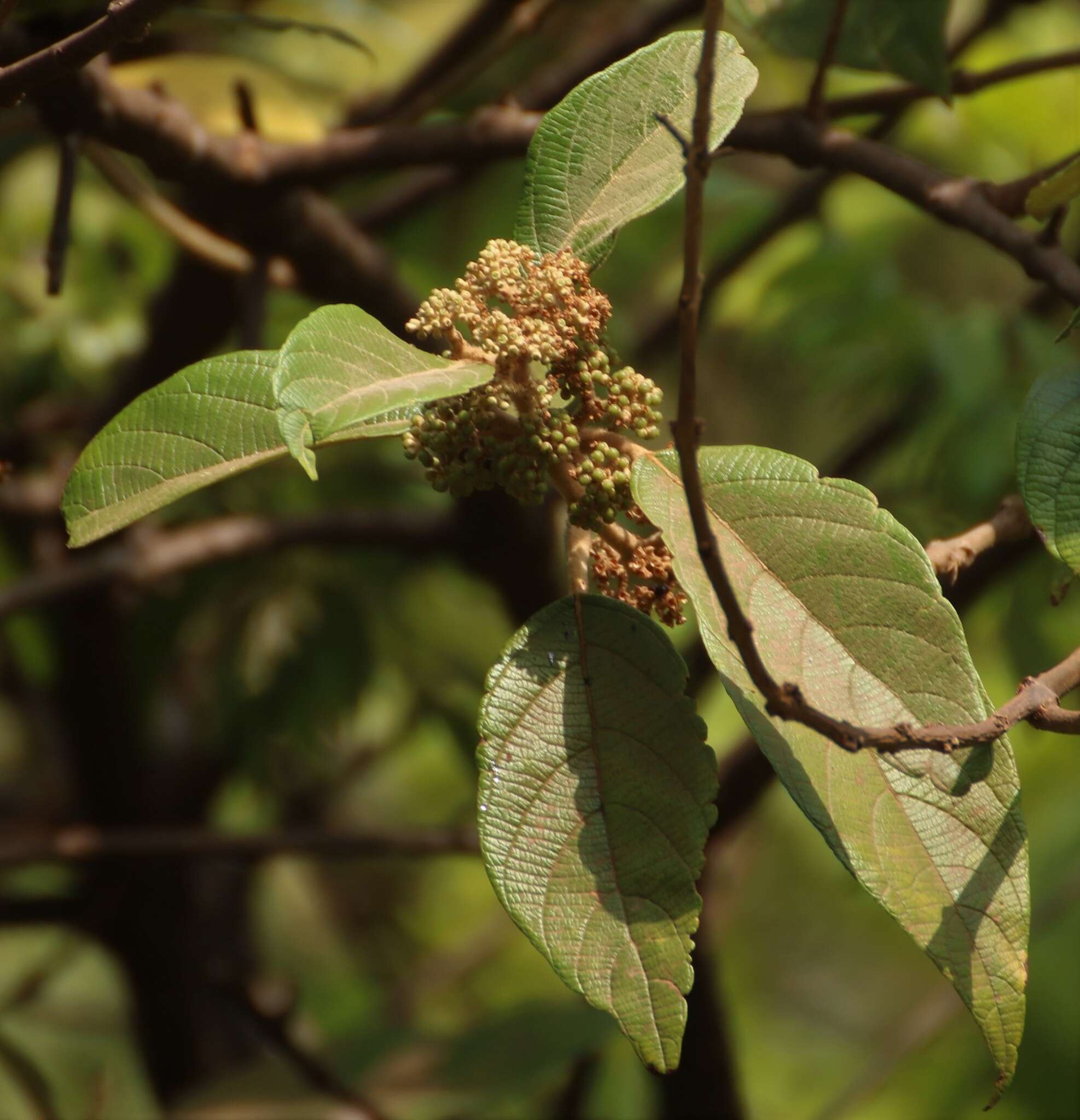 Image of Callicarpa tomentosa (L.) L.