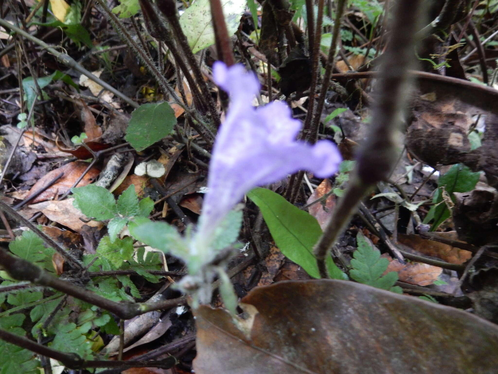 Strobilanthes rankanensis Hayata resmi