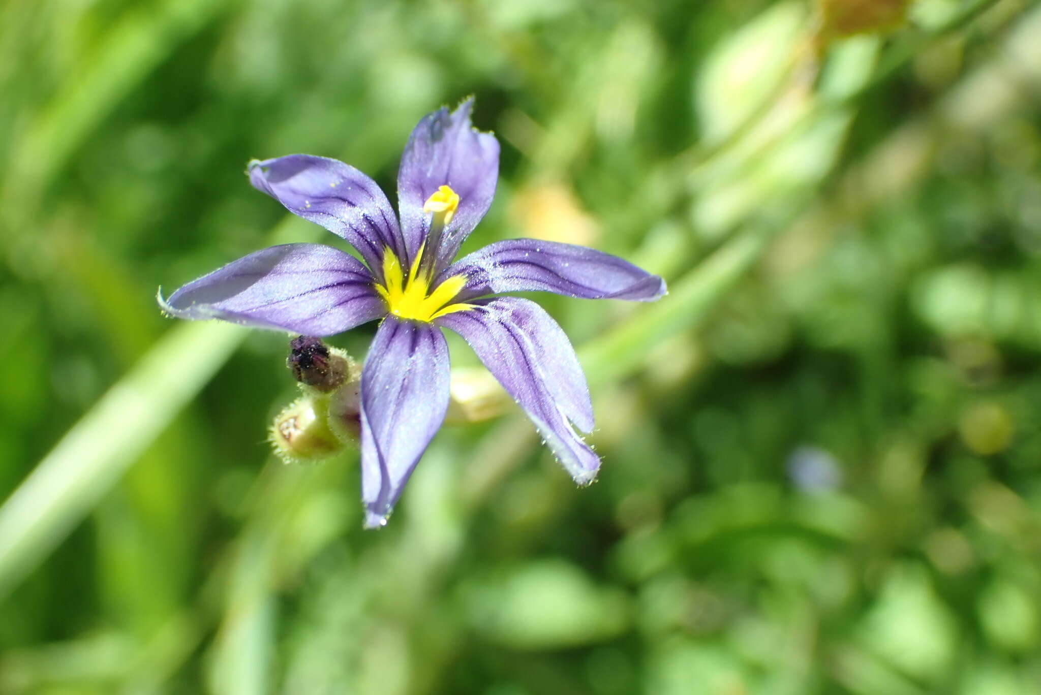 Image of Nevada Blue-Eyed-Grass