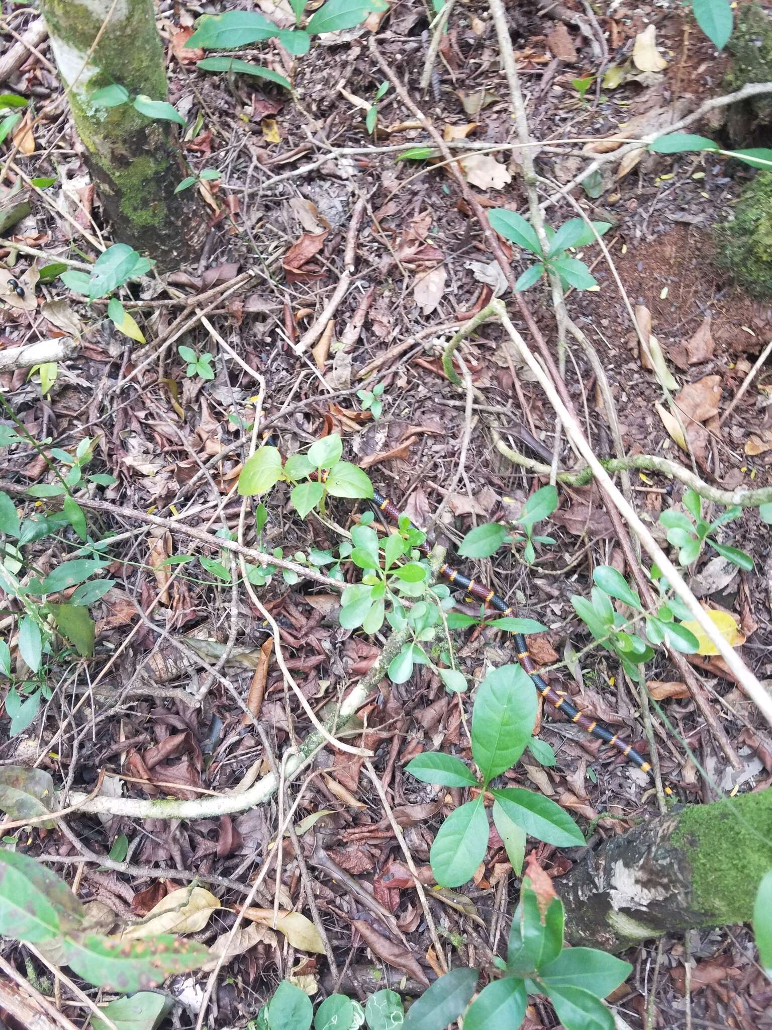 Image of Eastern Coral Snake