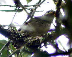 Image of Philepitta Geoffroy Saint-Hilaire & I 1838