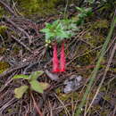Sivun Clinopodium selerianum (Loes.) Govaerts kuva