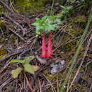 صورة Clinopodium selerianum (Loes.) Govaerts