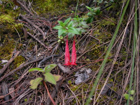 صورة Clinopodium selerianum (Loes.) Govaerts