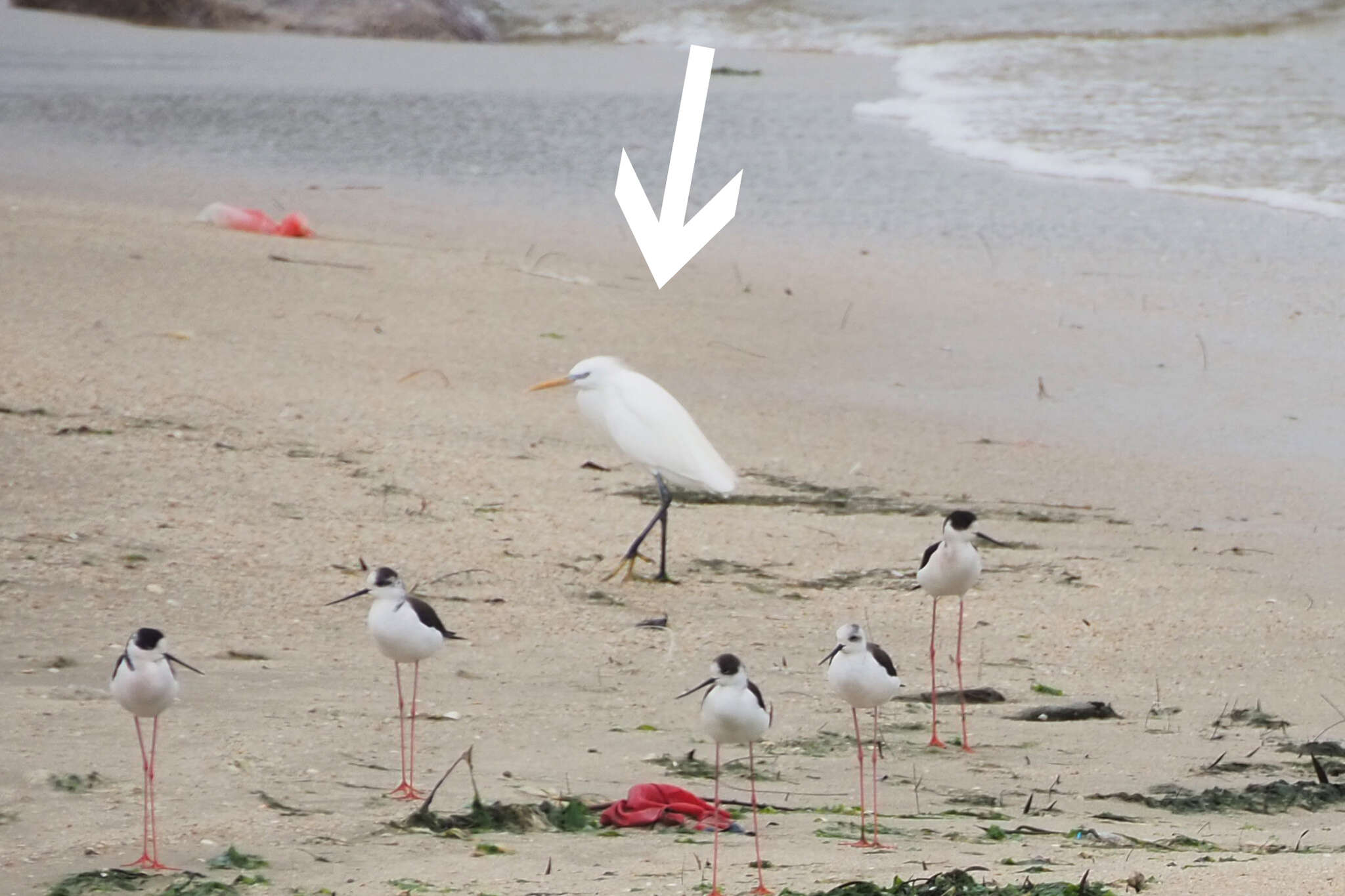 Image of Chinese Egret