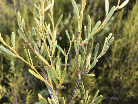 Image of Acacia sclerophylla Lindl.