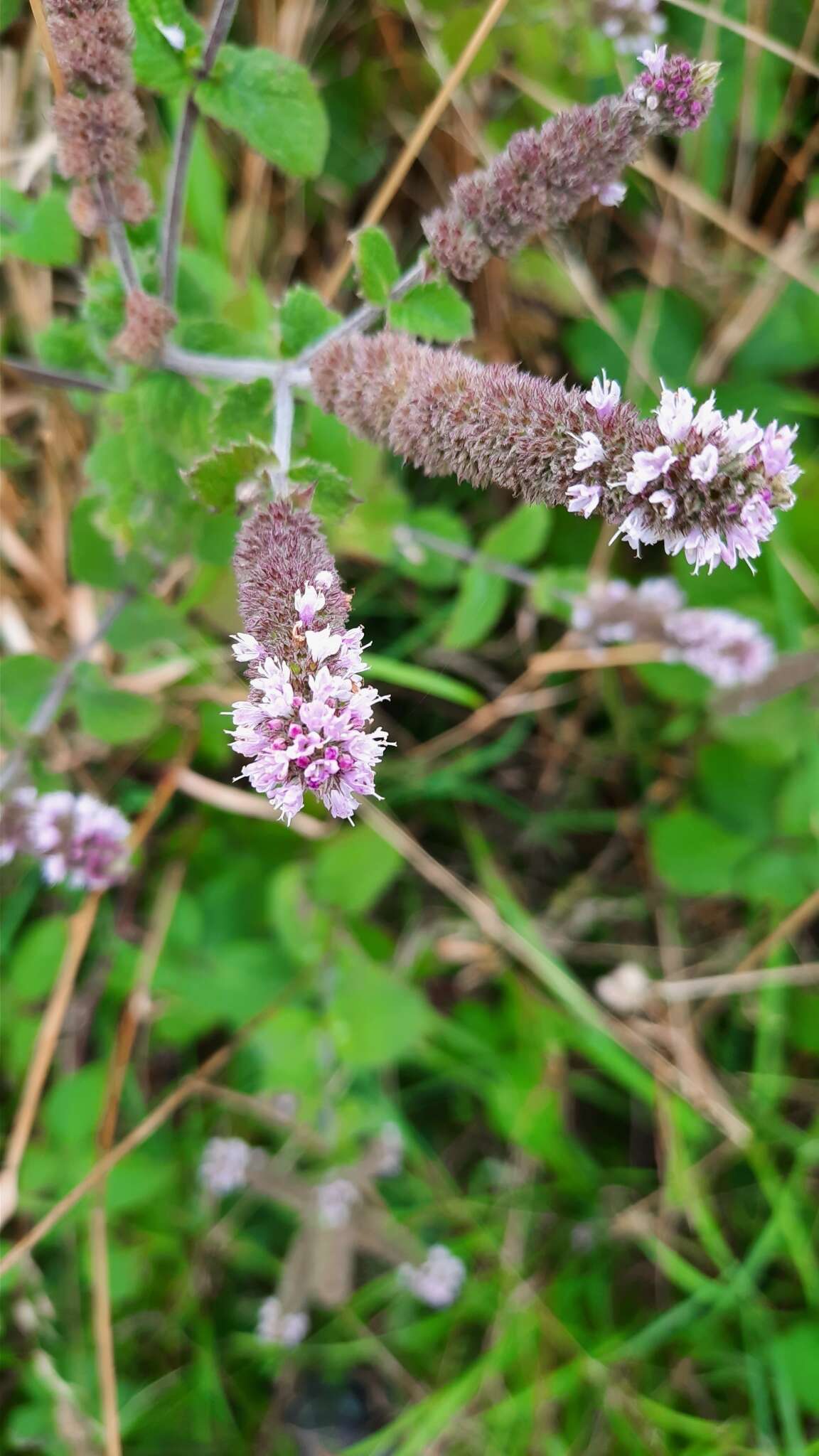 Mentha villosa Huds.的圖片