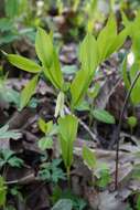 Image of Florida Bellwort