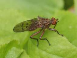 صورة Scathophaga furcata (Say 1823)