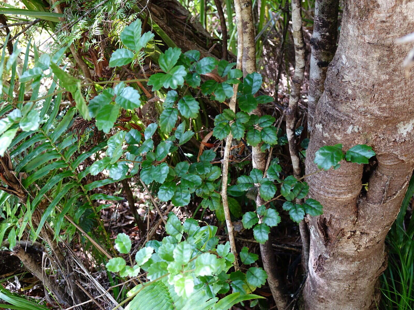 Rubus australis Forst. fil. resmi