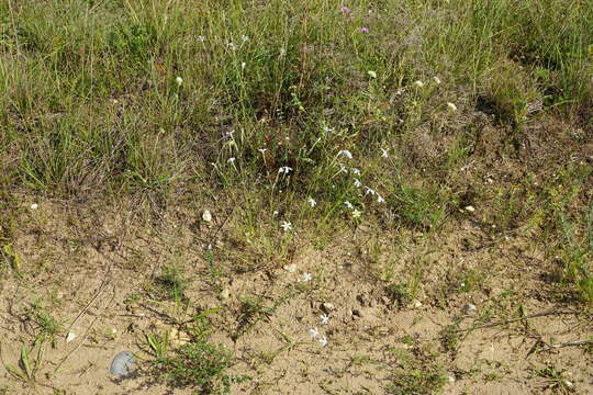 Image of Dianthus serotinus Waldst. & Kit.