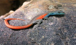 Image of Waterberg Flat Lizard