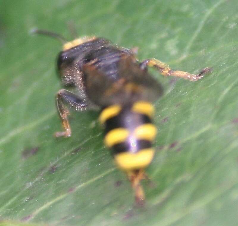 Ectemnius cephalotes (Olivier 1792)的圖片