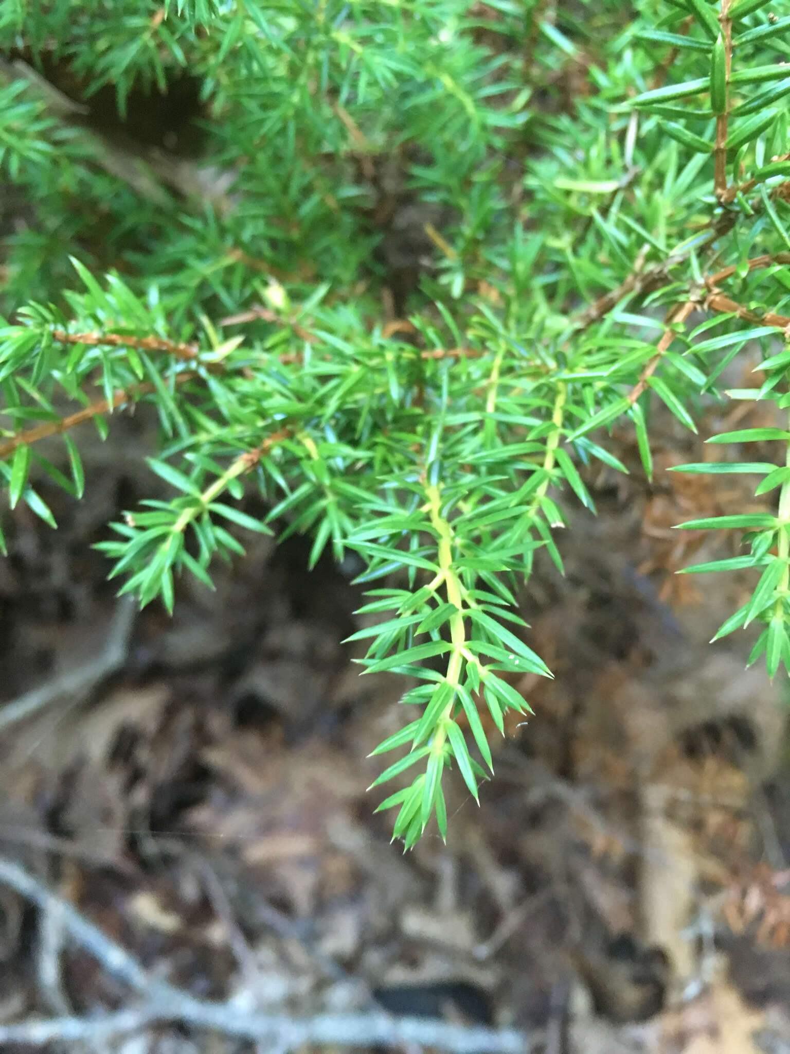 Plancia ëd Juniperus communis var. depressa Pursh