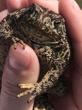 Image of Canadian Toad