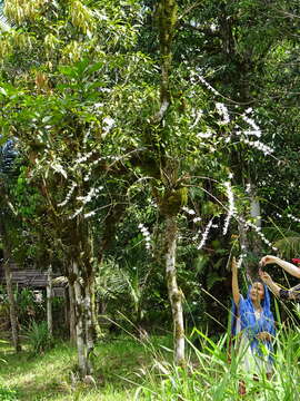 صورة Dendrobium crumenatum Sw.