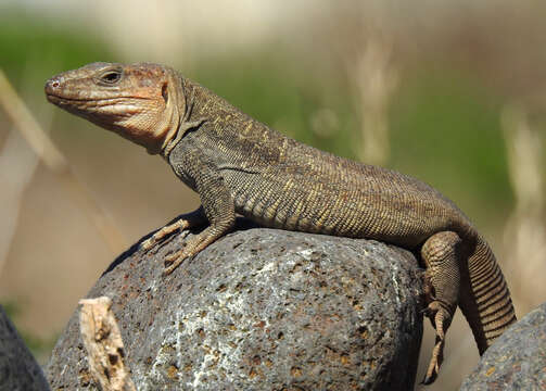 Image of Gran Canaria Giant Lizard