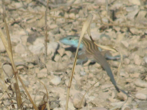 صورة Aspidoscelis inornatus heptagrammus (Axtell 1961)