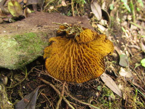 Image of Boletinellus exiguus (Singer & Digilio) Watling 1997