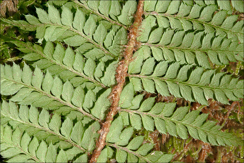 Polystichum aculeatum (rights holder: Amadej Trnkoczy)