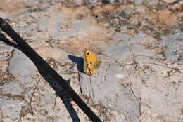 Image of Coenonympha dorus Esper 1782