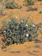 Leipoldtia uniflora L. Bol. resmi