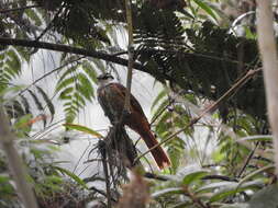 Image of Streaked Tuftedcheek