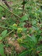 Image of Chocolate Weed