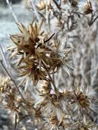 Imagem de Brickellia longifolia var. multiflora (Kellogg) A. Cronq.