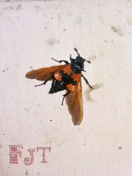 Image of Nicrophorus (Nicrophorus) olidus (Matthews & A. 1887)