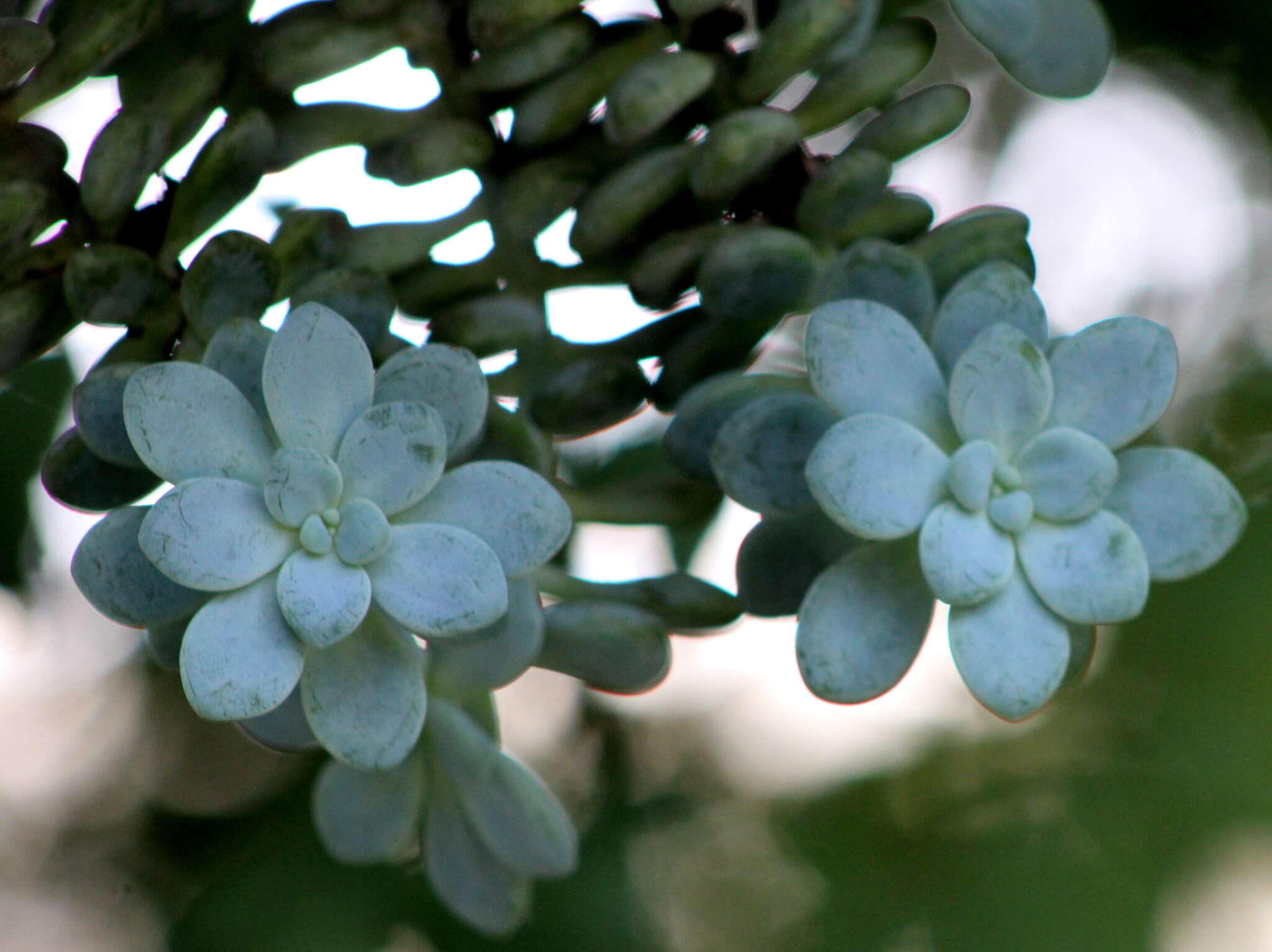 Image de Sedum clavatum R. T. Clausen