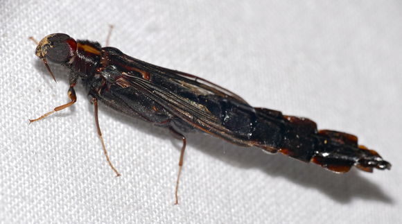 Image of <i>Atractocerus procerus</i> Schenkling 1914