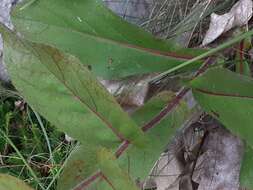 Image of dwarf oxeye