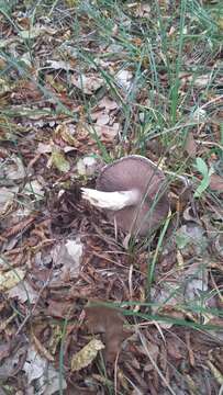 Image of Agaricus brunneolus (J. E. Lange) Pilát 1951