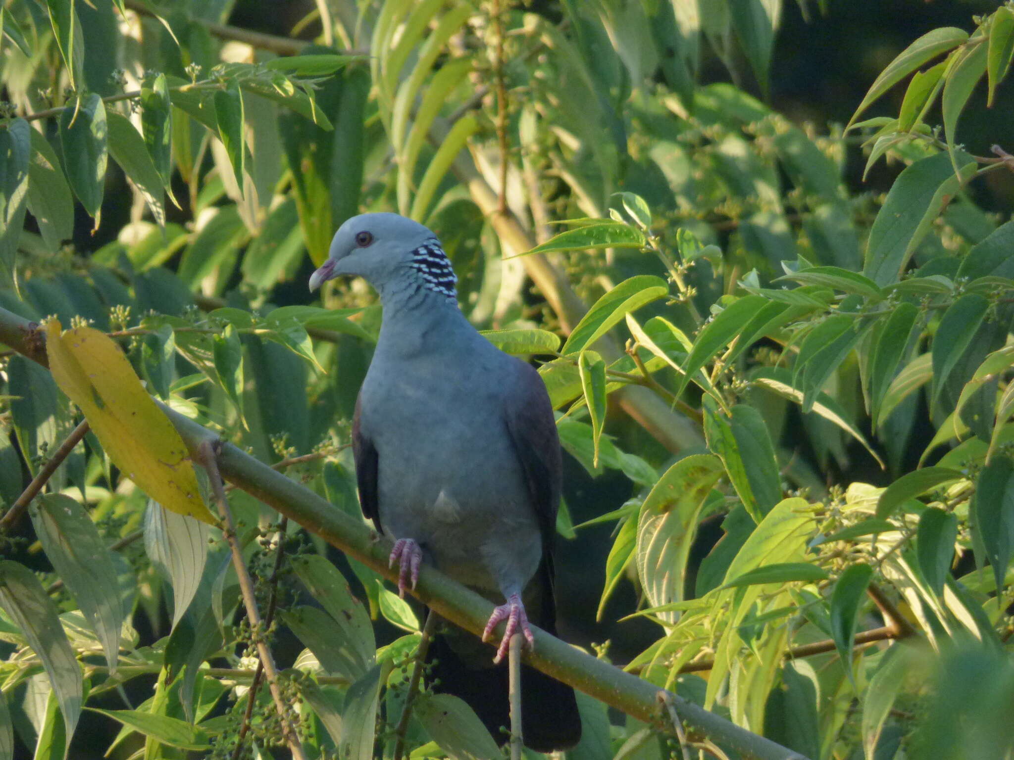 Image of Nilgiri Wood Pigeon
