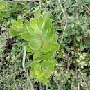 Image of Melicytus novae-zelandiae subsp. novae-zelandiae