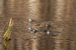 Image of Altai Brown Frog (Altai Mountains Populations)