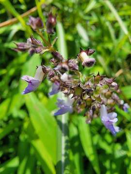 Image de Isodon amethystoides (Benth.) H. Hara