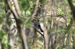 Image of Garrulus glandarius glandarius (Linnaeus 1758)