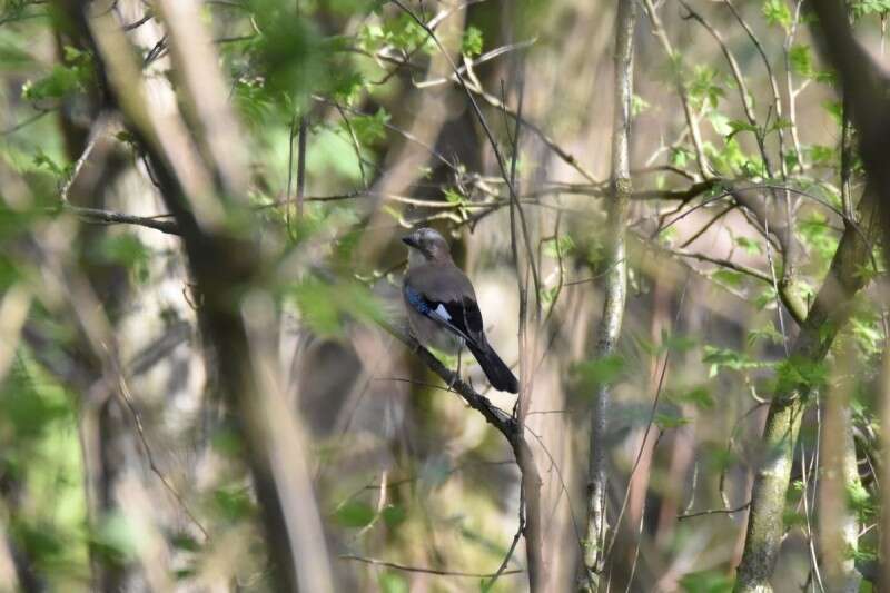 Image of Garrulus glandarius glandarius (Linnaeus 1758)