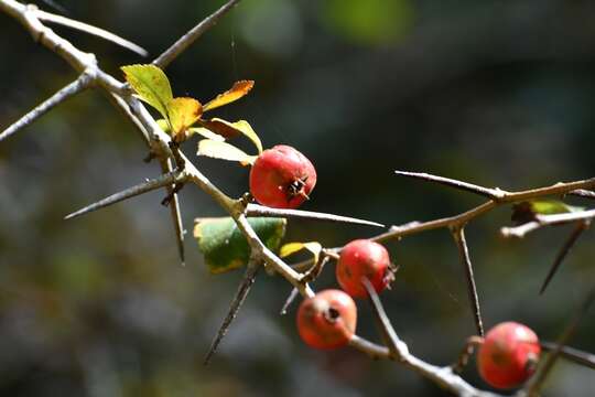 Crataegus lindenii Stapf resmi