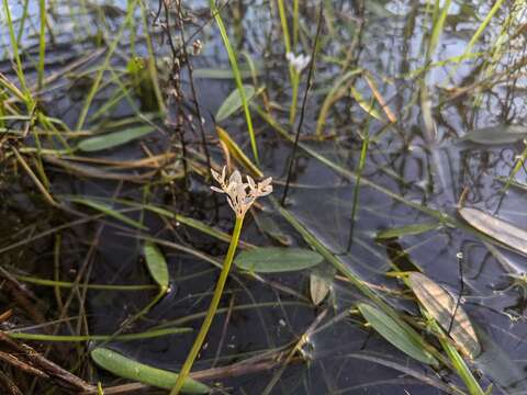 Image of Aponogeton angustifolius Aiton