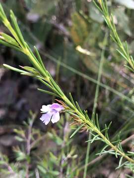 Image of Hemigenia