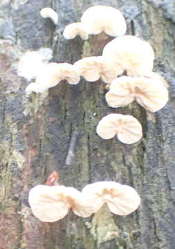 Image of Campanella capensis (Berk.) D. A. Reid 1975