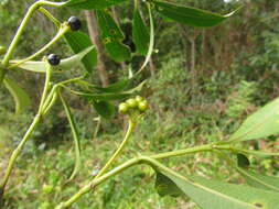 Image de Palicourea sessilis (Vell.) C. M. Taylor