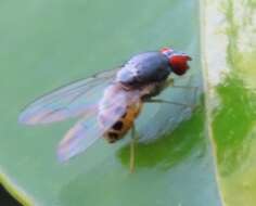 Image of Luzonimyia cineracea Bock 1982