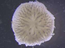 صورة Patinella verrucaria (Linnaeus 1758)