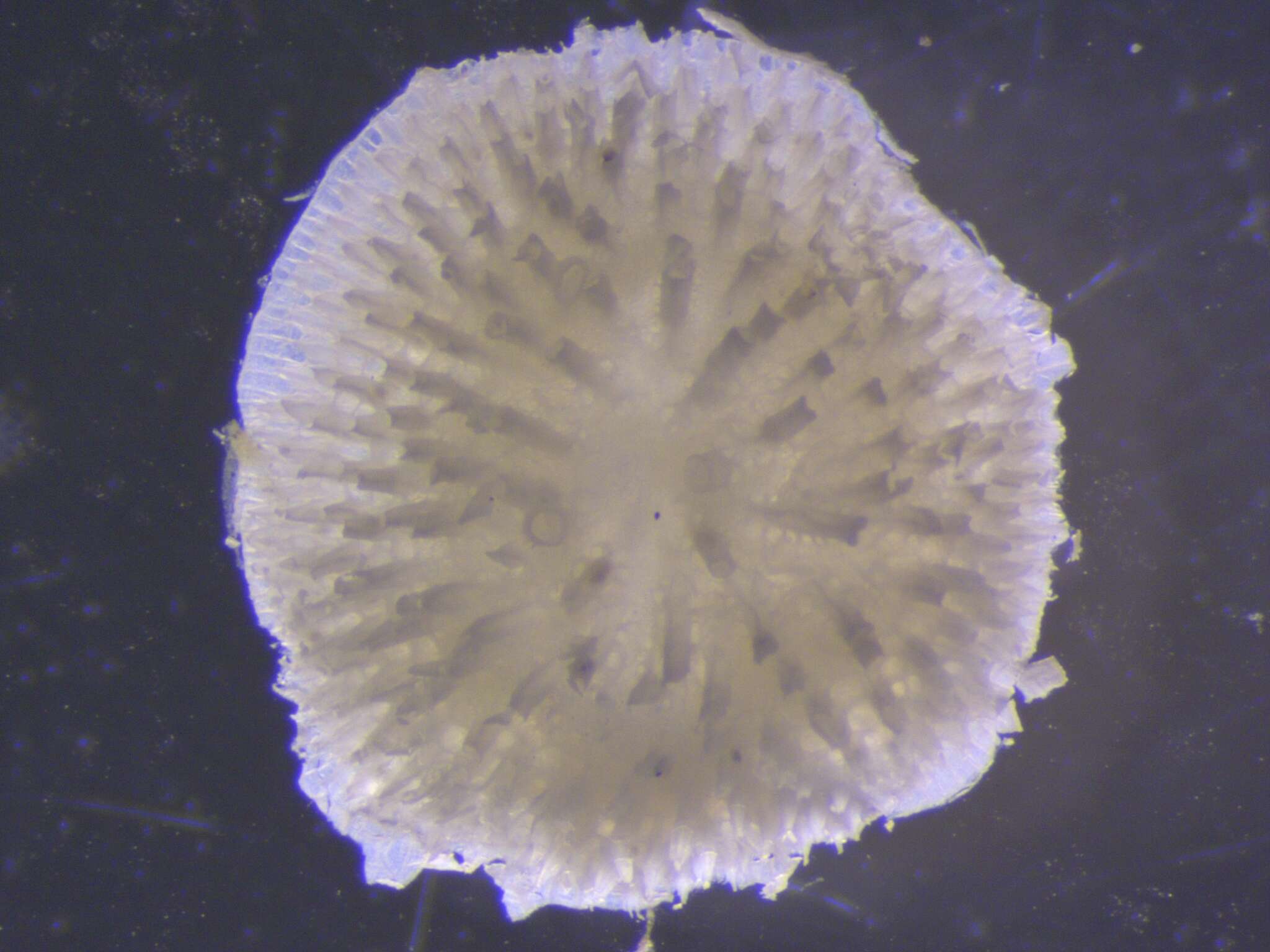 Image of Patinella verrucaria (Linnaeus 1758)